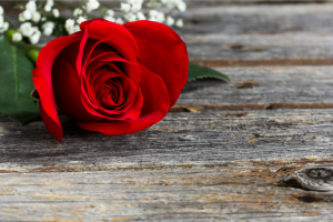 Read more about the article Single Red Rose Meaning, Symbolism, and Fun Facts