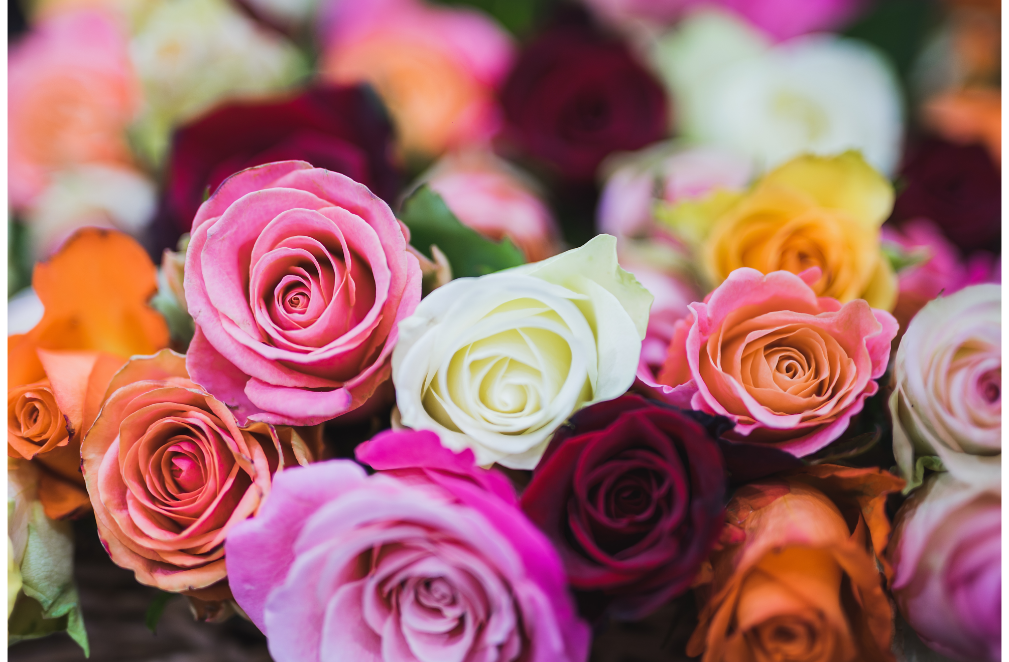 You are currently viewing What are the Different Colors of Roses and Their Meanings?