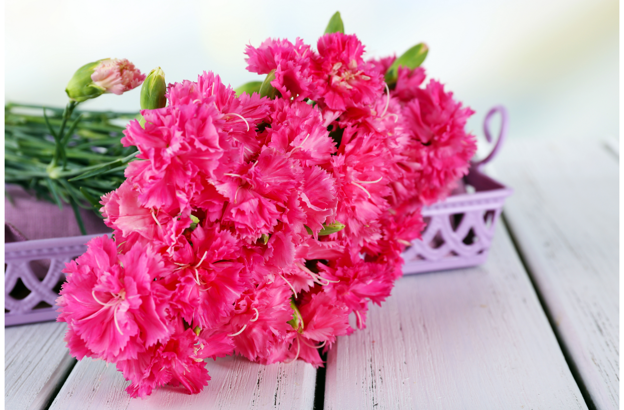 You are currently viewing Pink Carnation Meaning, History, and Symbolism
