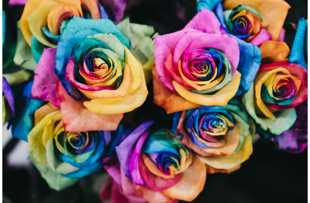 rainbow colored roses