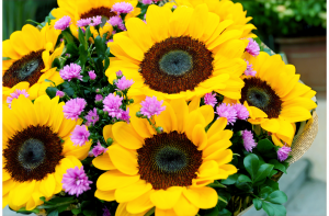 Read more about the article 10 Interesting Sunflower Facts You Might Not Know About