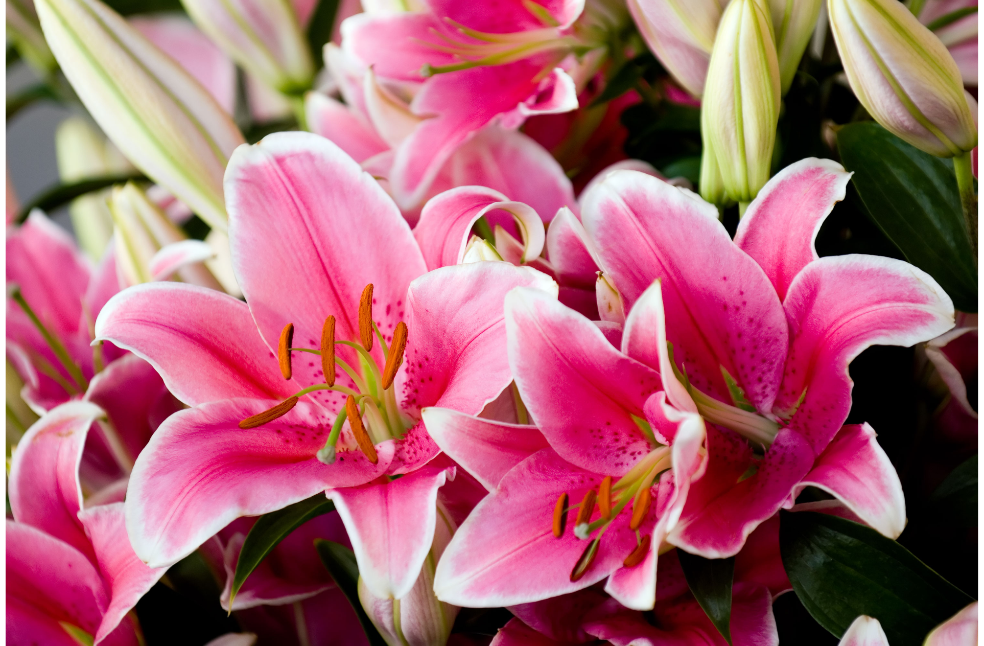 You are currently viewing Flower Facts- Types of Lilies and their Meanings