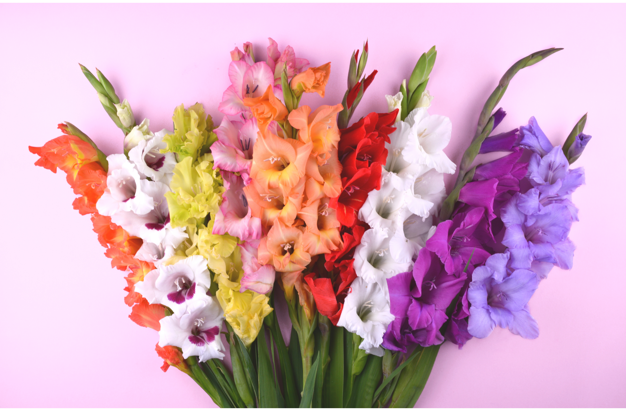 You are currently viewing A Guide to August Birth Flowers- Gladiolus and Poppy